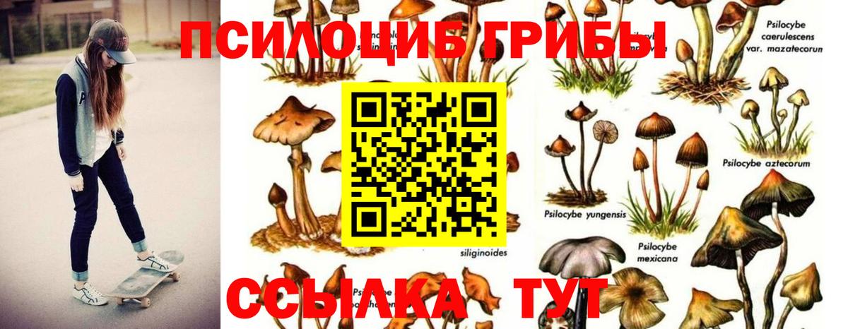 закладка  Вход с VPN  Полевской  Псилоцибиновые грибы Cubensis 